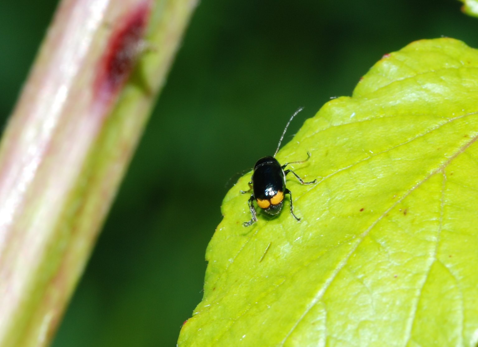 Cryptocephalus renatae, C. etruscus e Pachybrachis exclusus etruscus